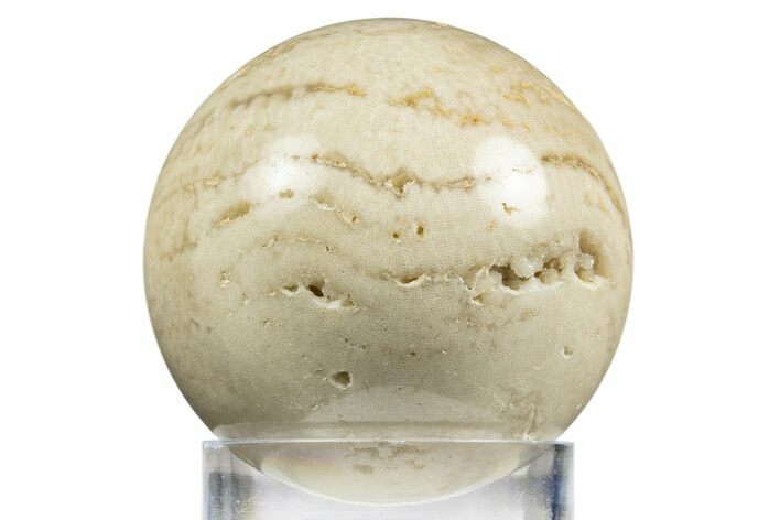 Polished Agatized Fossil Coral Sphere - Indonesia #311524